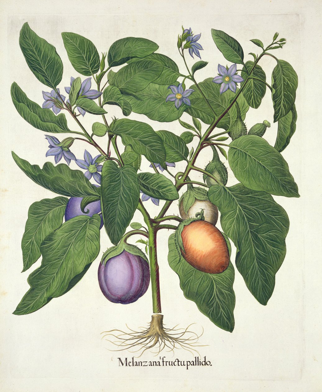 Aubergine: Melanzana fructu pallido, från Hortus Eystettensis av Basil Besler (1561-1629), pub. 1613 (handfärgad gravyr) av German School
