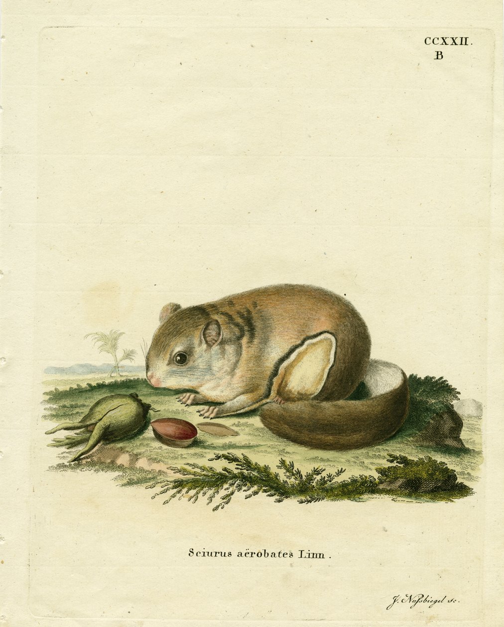 Australian Pygmy Flying Phalanger (färgad gravyr) av German School