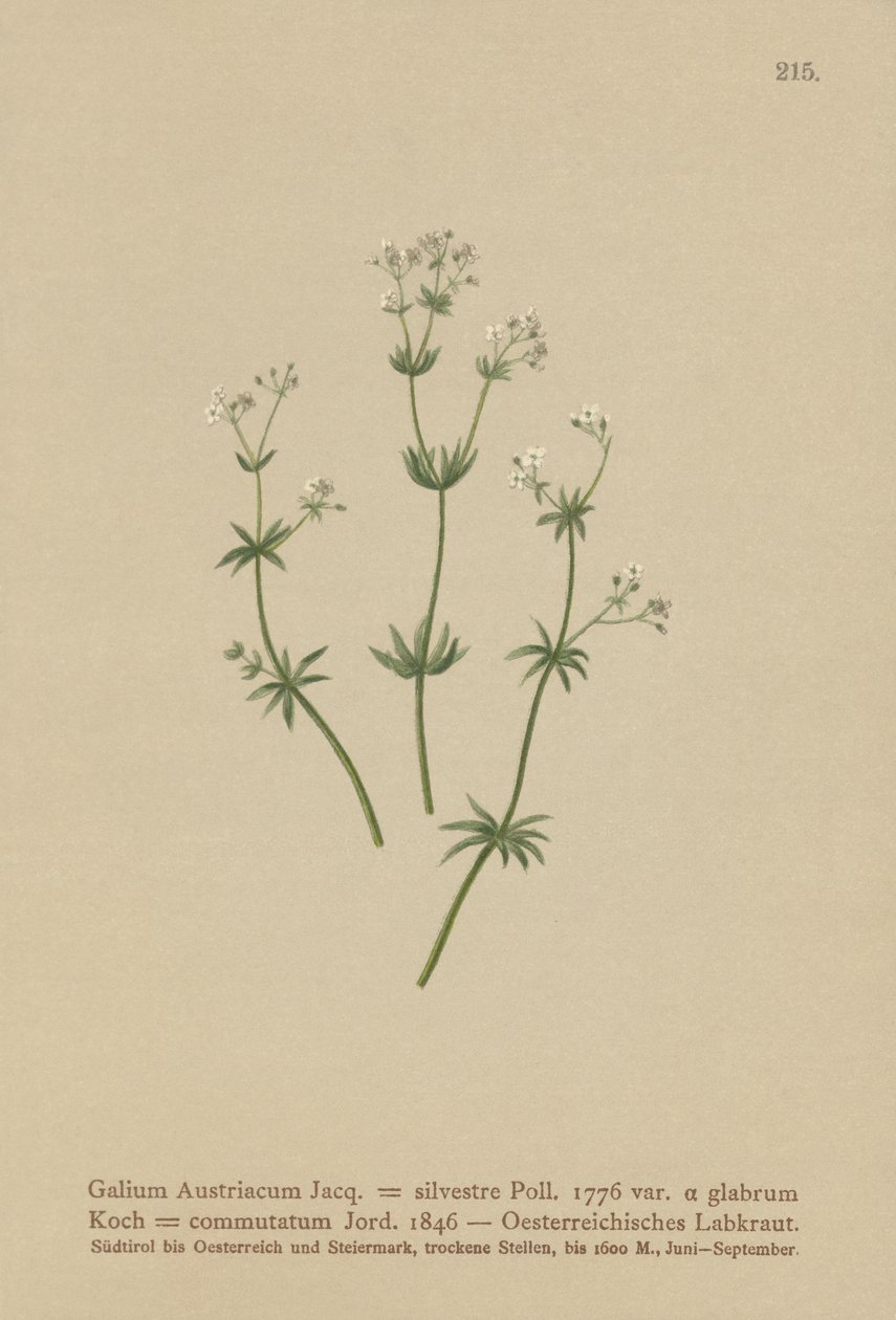 Österrikisk Sänghalm ( Galium Austriacum , Galium wild ( var. glabrum ) Galium av German School