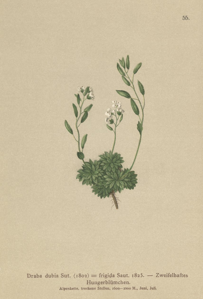 Österrikiskt Whitlow Grass (Draba dubia, Draba frigida) av German School