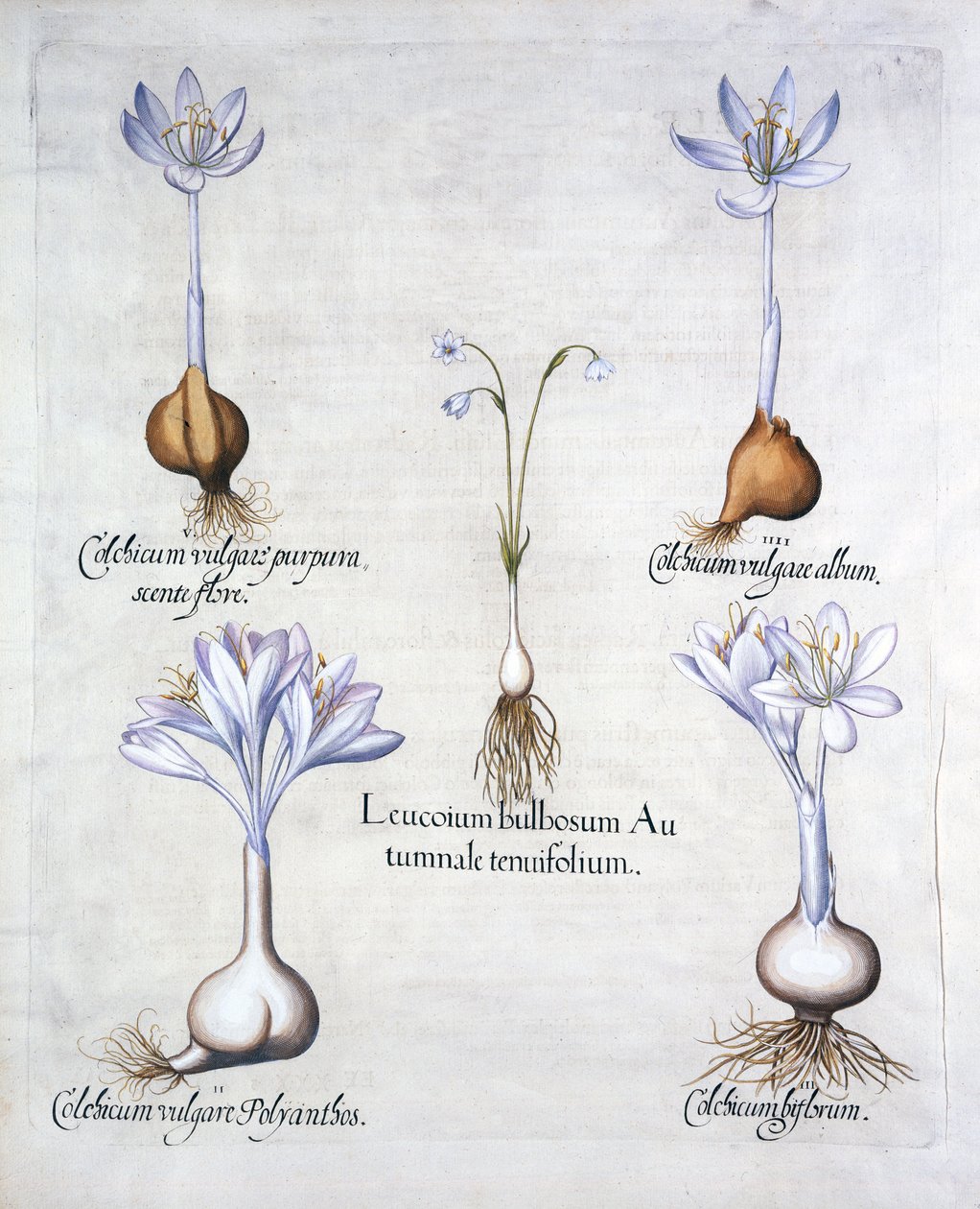 Höstsnöflinga och ängsaffran, från Hortus Eystettensis, av Basil Besler (1561-1629), pub. 1613 (handfärgad gravyr) av German School