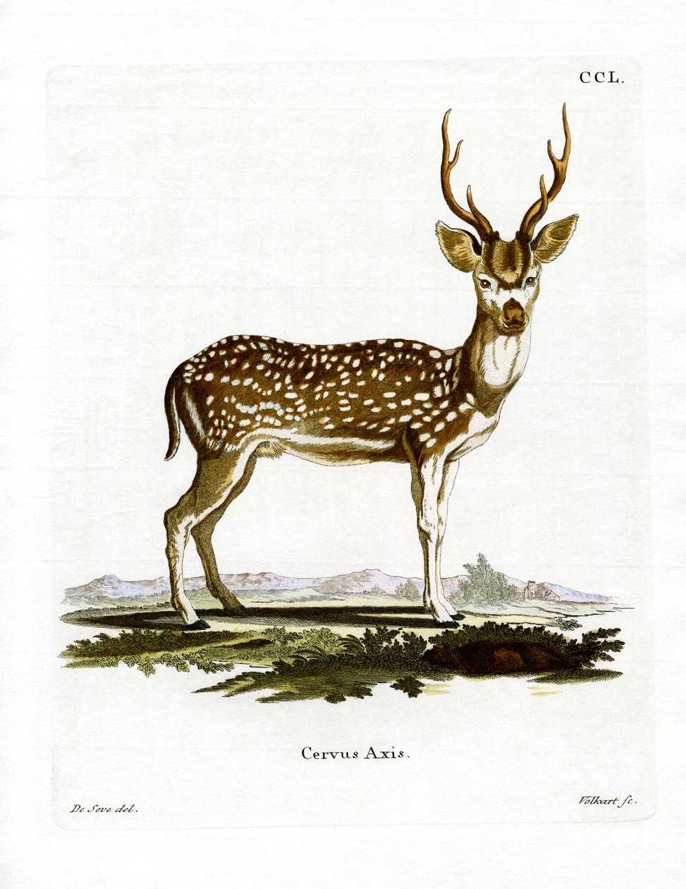Axis Deer (färgad gravyr) av German School