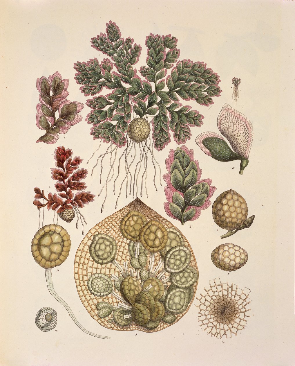 Azolla (vattenlevande ormbunkar), tabell 74 från 