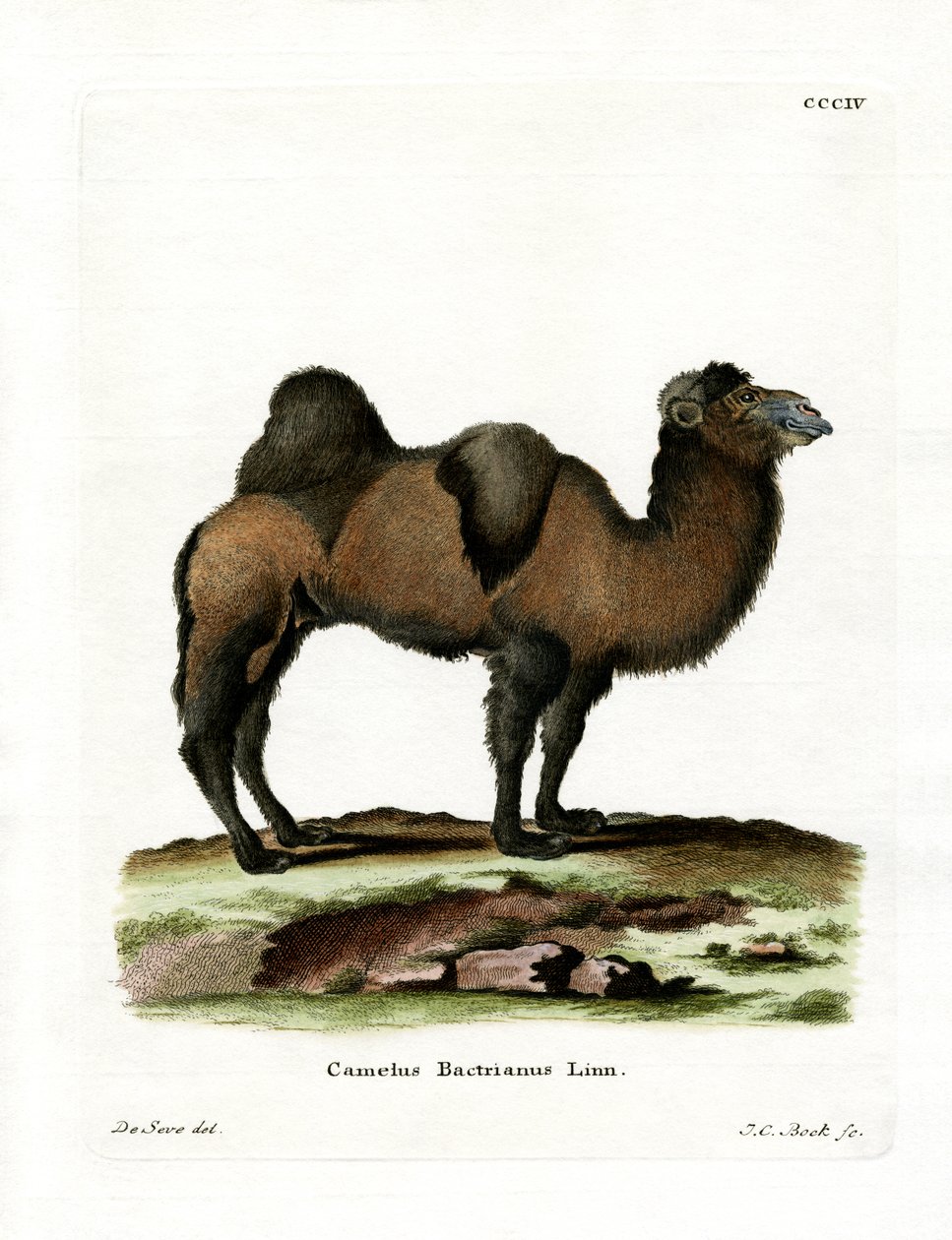 Bactrian Camel (färgad gravyr) av German School