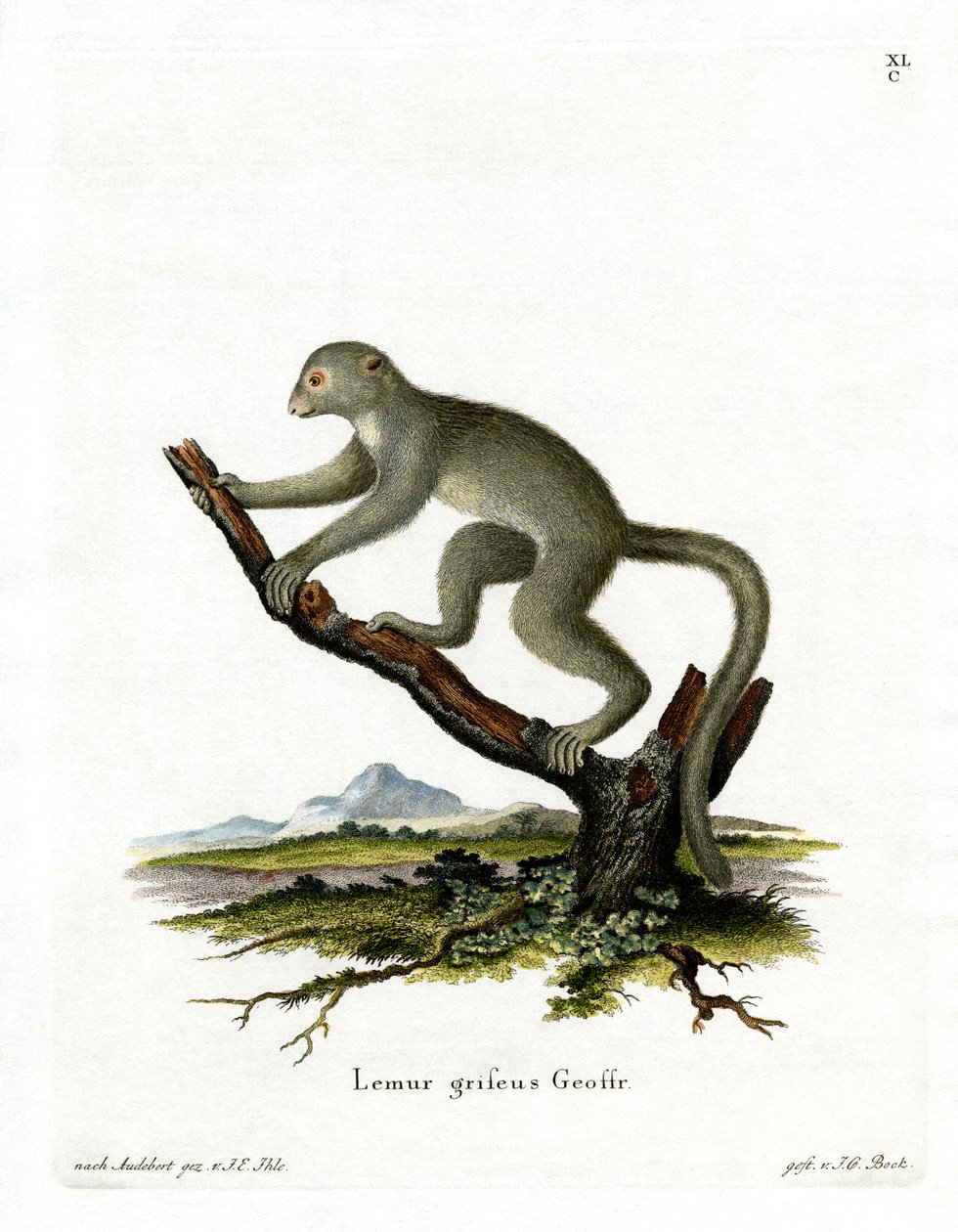 Bambu Lemur (färgad gravyr) av German School