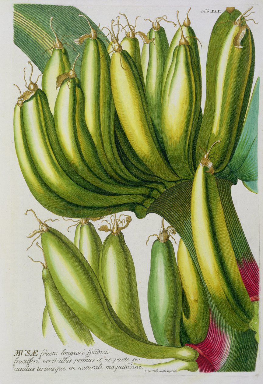 Banan, graverad av Johann Jakob Haid (1704-67) plåt 19 från en botanisk bok, pub. av Augustus Vind av German School