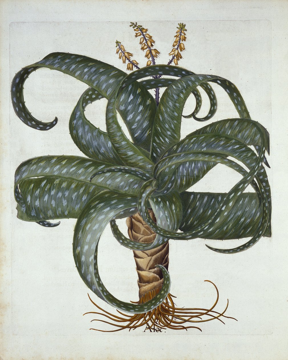 Barbados Aloe, från Hortus Eystettensis, av Basil Besler (1561-1629) pub. 1613 av German School
