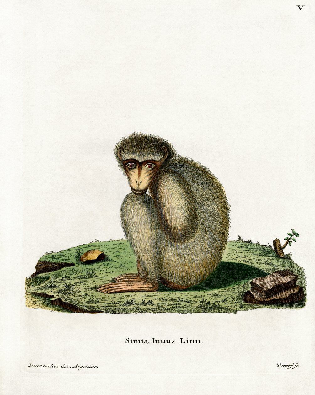 Barbary Ape (färgad gravyr) av German School