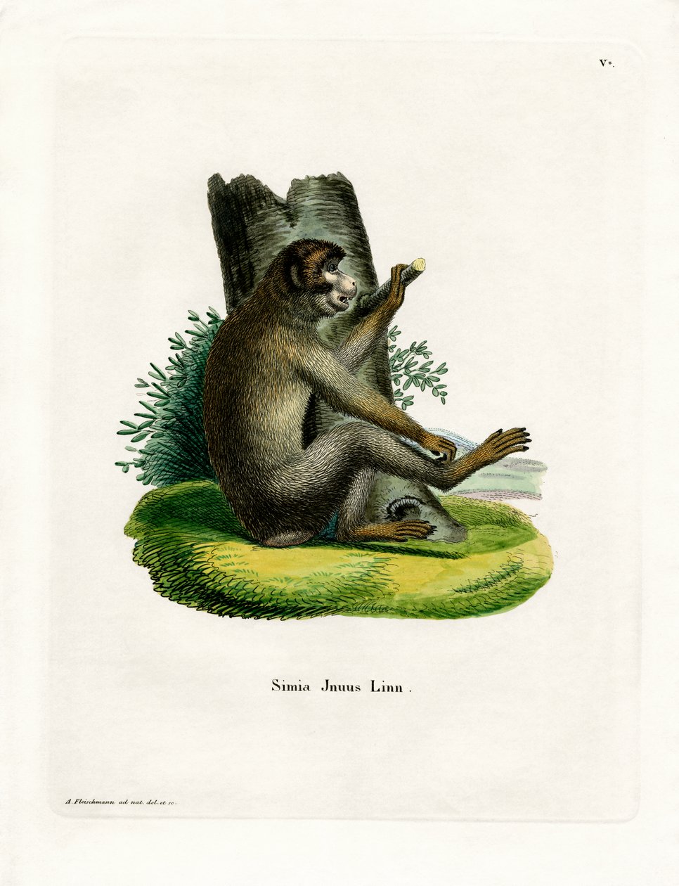 Barbary Ape (färgad gravyr) av German School