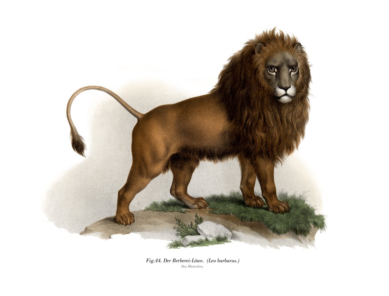 Barbary Lion, 1860 av German School