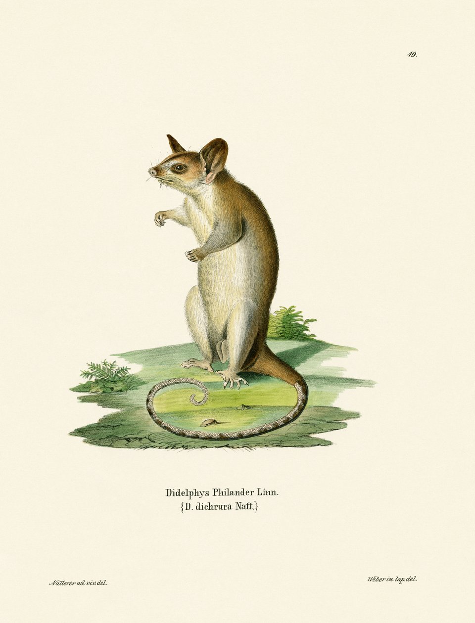 Bar-tailed Woolly Opossum (färgad gravyr) av German School