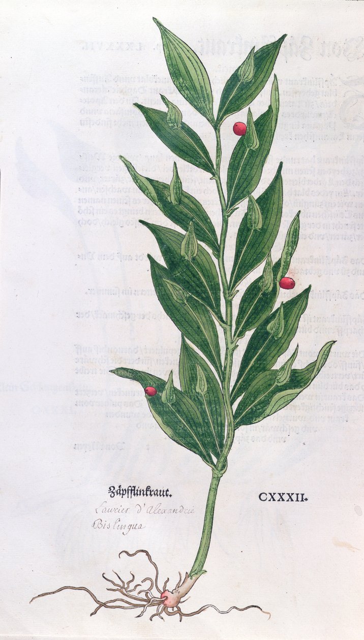 Baytree, illustration till The Herbarium av Leonhart Fuchs (1501-66), publicerad i Basel, 1555 (färggravyr) av German School