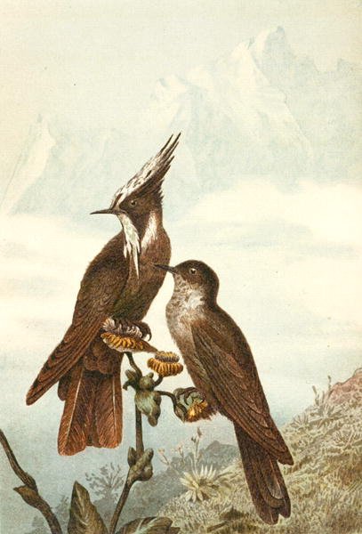 Bearded Helmetcrests, tallrik från "Brehms Tierleben: Allgemeine Kunde des Tierreichs", vol 4, sid. 675, utgiven av Bibliographisches Institut av German School