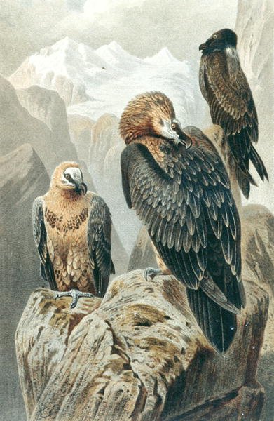 Bearded Vulture, tallrik från "Brehms Tierleben: Allgemeine Kunde des Tierreichs", vol.6, s.415, utgiven av Bibliographisches Institut av German School