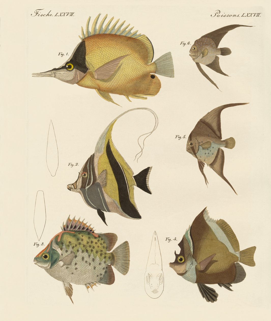 Vacker fisk (färgad gravyr) av German School