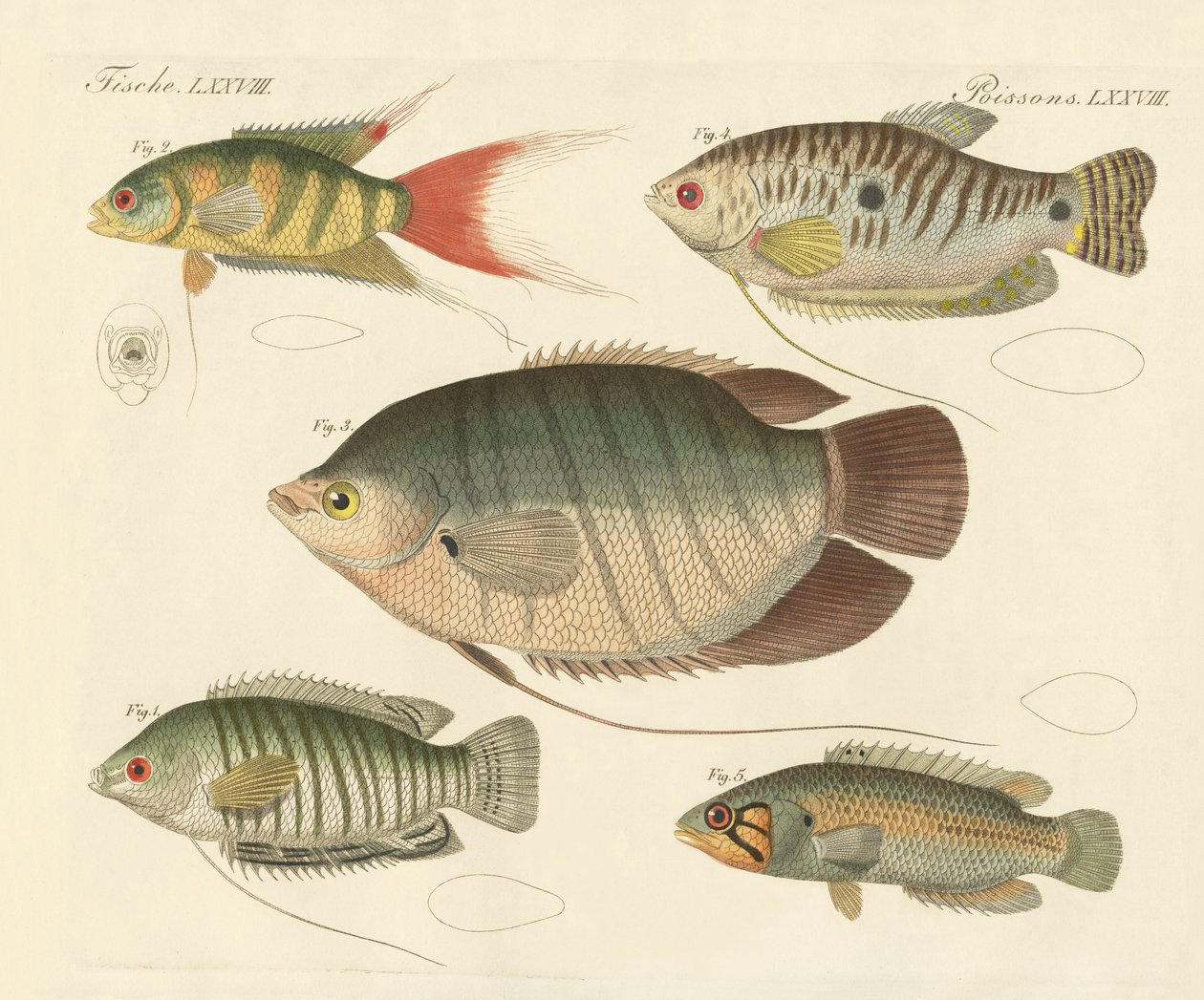 Vacker ny fisk (färgad gravyr) av German School