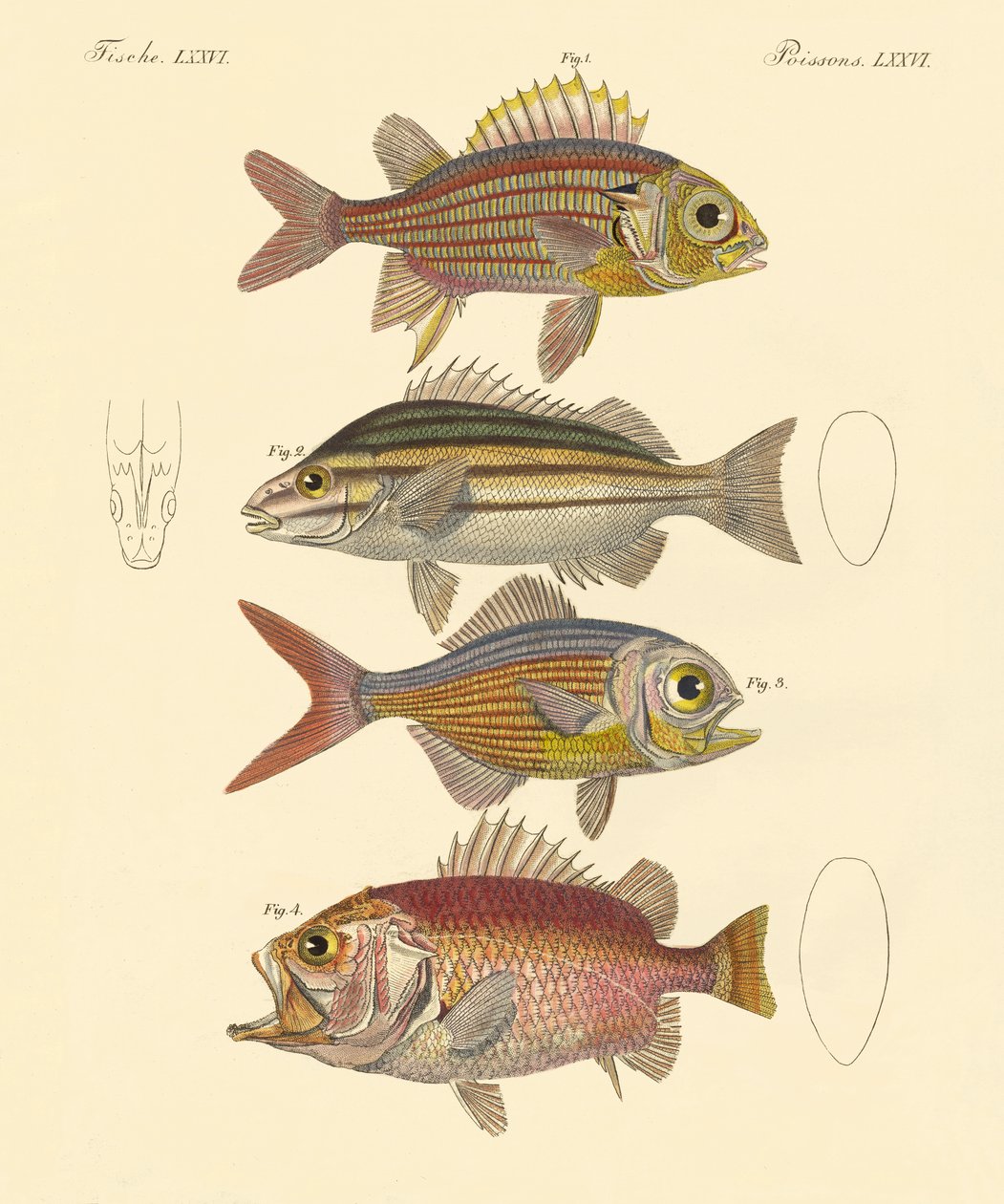 Vacker havsabborreliknande fisk (färgad gravyr) av German School