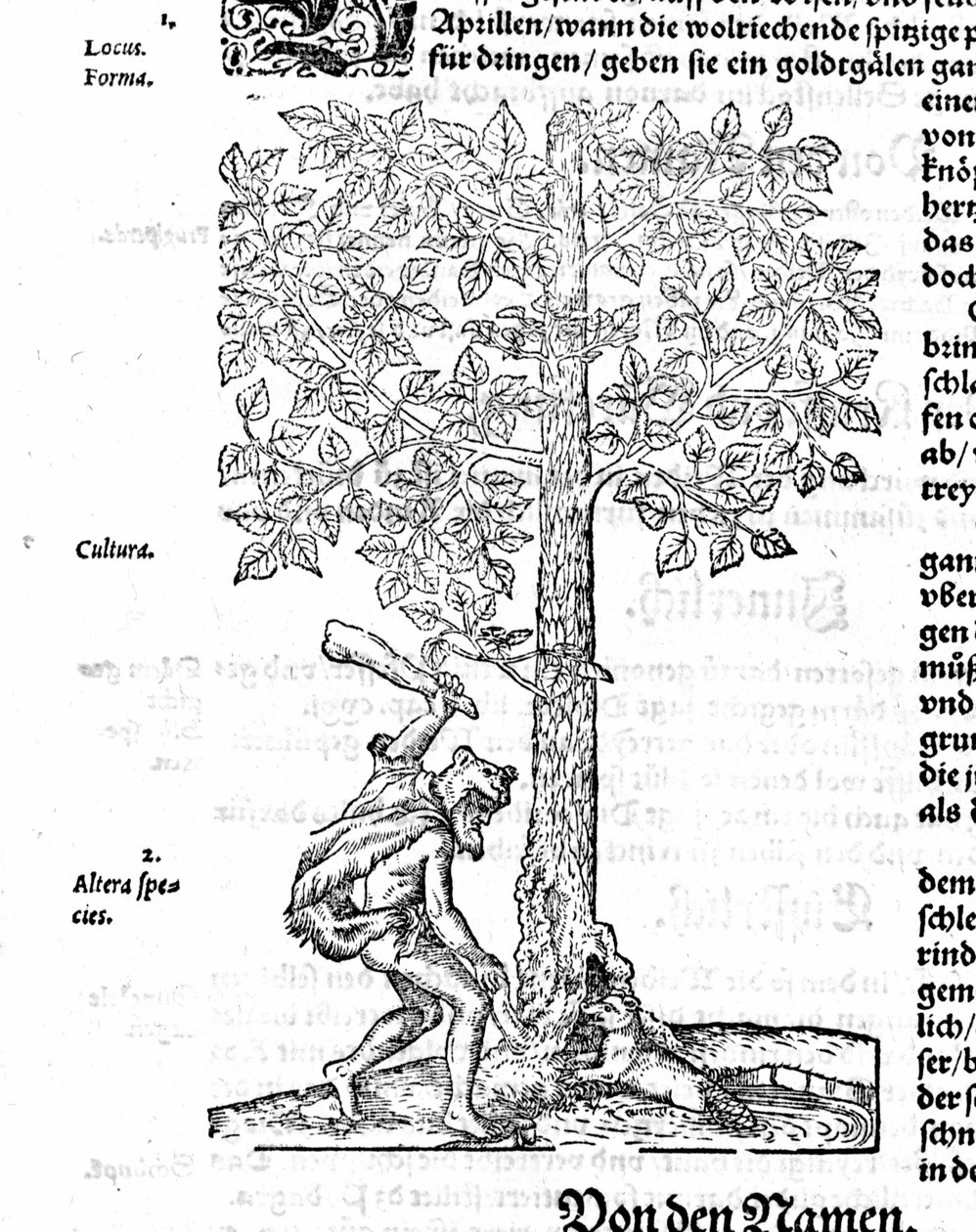 Beaver Hunt - I "The Racism" av Jerome Bock. 1572 av German School