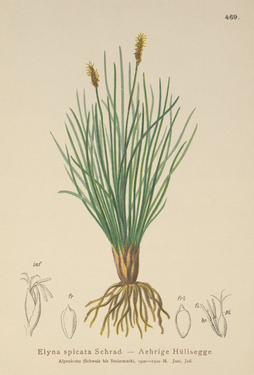 Bellardis myrstarr (Kobresia myosuroides, Elyna myosuroides, Kobresia bellardii, Elyna bellardii, Elyna scirpina, Elyna spicata) av German School