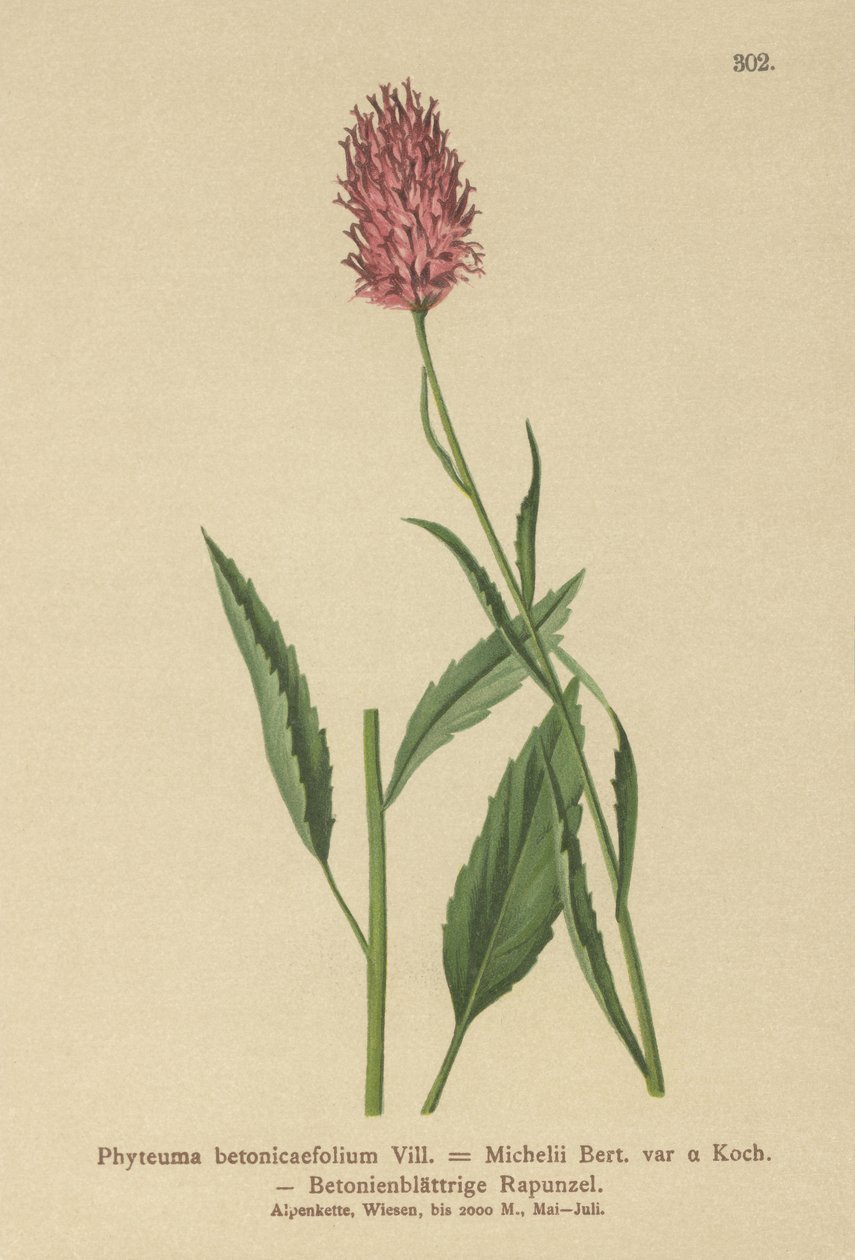 Betonybladig Rampion (Phyteuma betonicaefolium) av German School