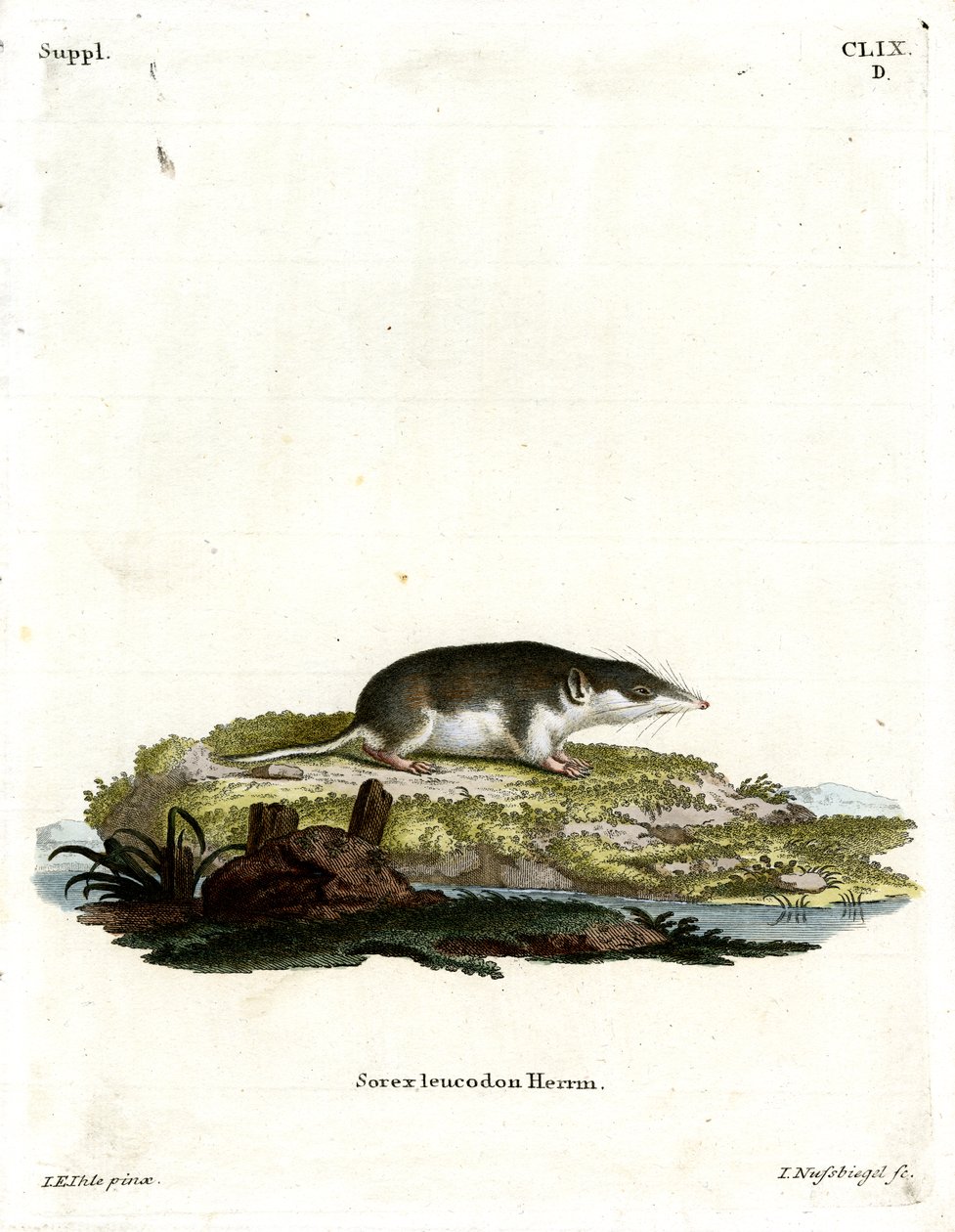 Tvåfärgad shrew (färgad gravyr) av German School