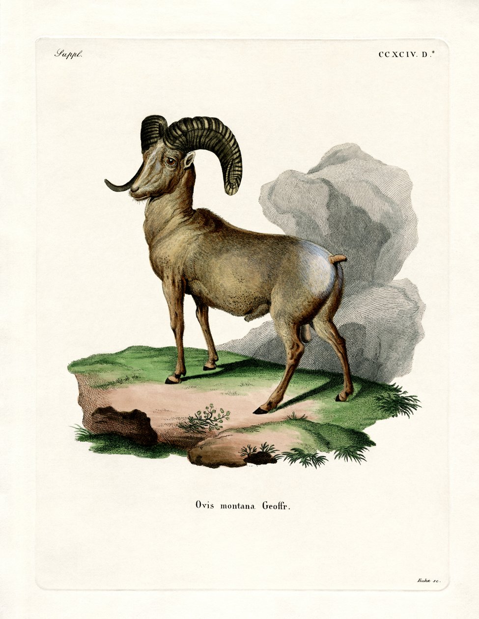 Bighorn Sheep (färgad gravyr) av German School