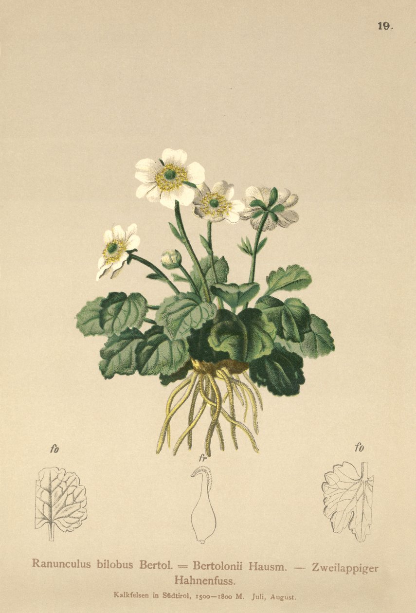 Smörblomma (Ranunculus bilobus, Ranunculus Bertolonii) av German School