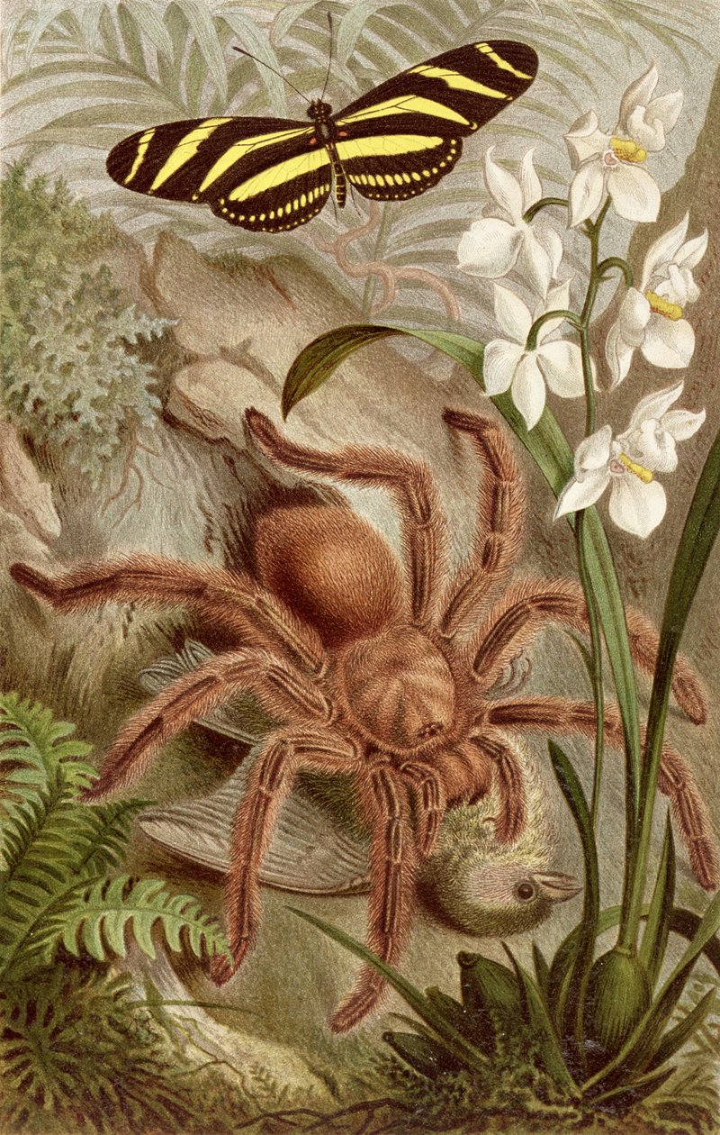 Bird Spider, tallrik från Brehms Animal Life: General Knowledge of the Animal Kingdom, vol. 9, s.698, publicerad av Bibliographic Institute, 1892 av German School