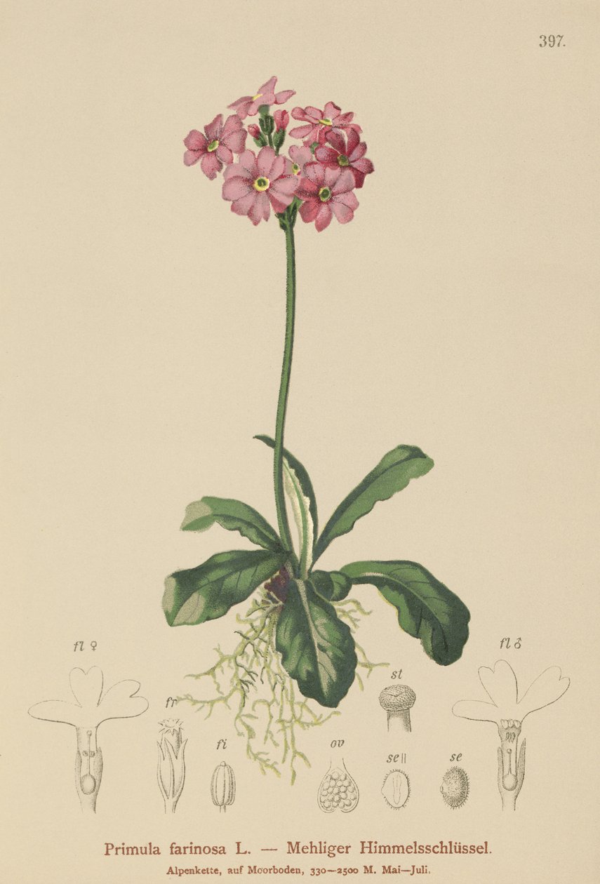 Fågelöga primula (Primula farinosa) av German School
