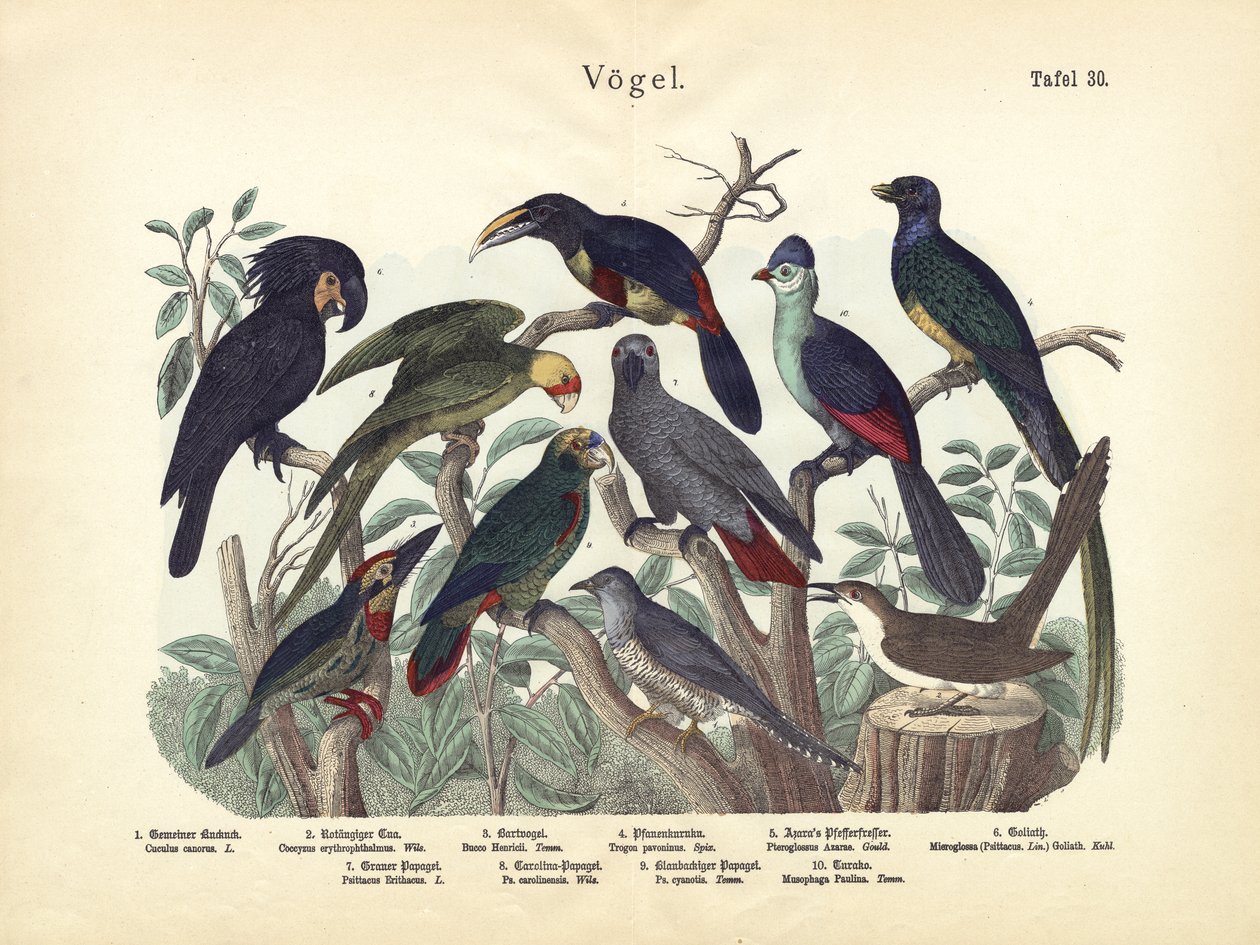 Fåglar, c.1860 av German School
