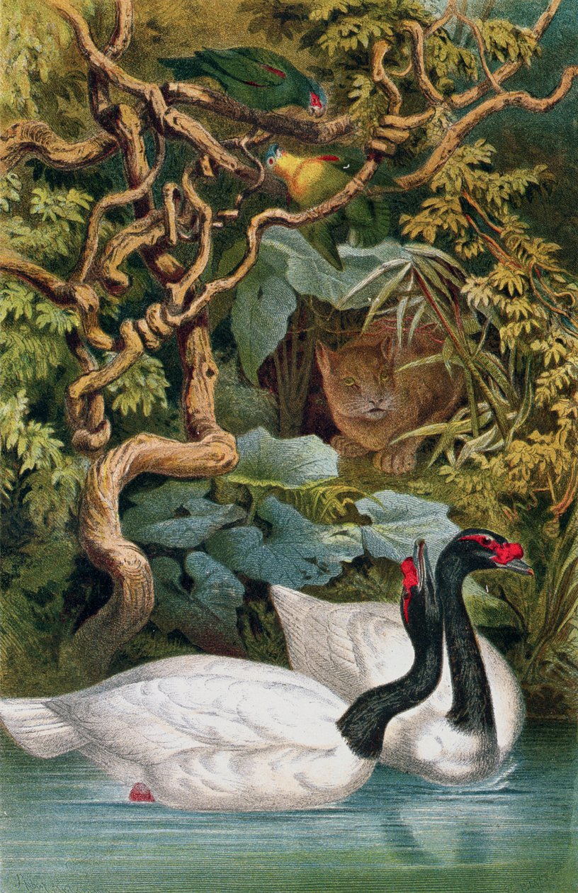 Black-necked Swan, tallrik från Brehms Tierleben: Allgemeine Kunde des Tierreichs, vol.6, s.598, utgiven av Bibliographisches Institut, 1892 av German School