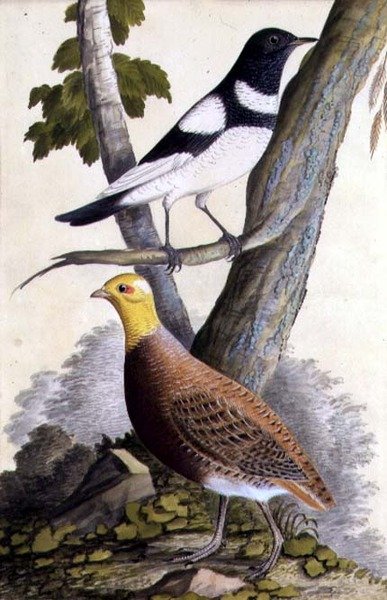 Svarttungad trut (Turdus ruficollis) och rapphöna (Perdix perdix), ca 1740 (akvarell på papper) av German School