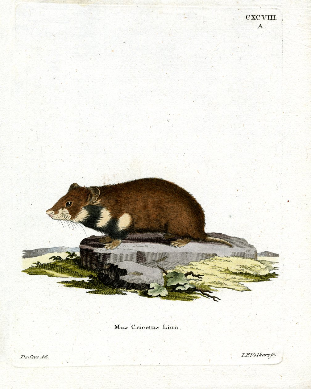 Svartbukad hamster (färgad gravyr) av German School