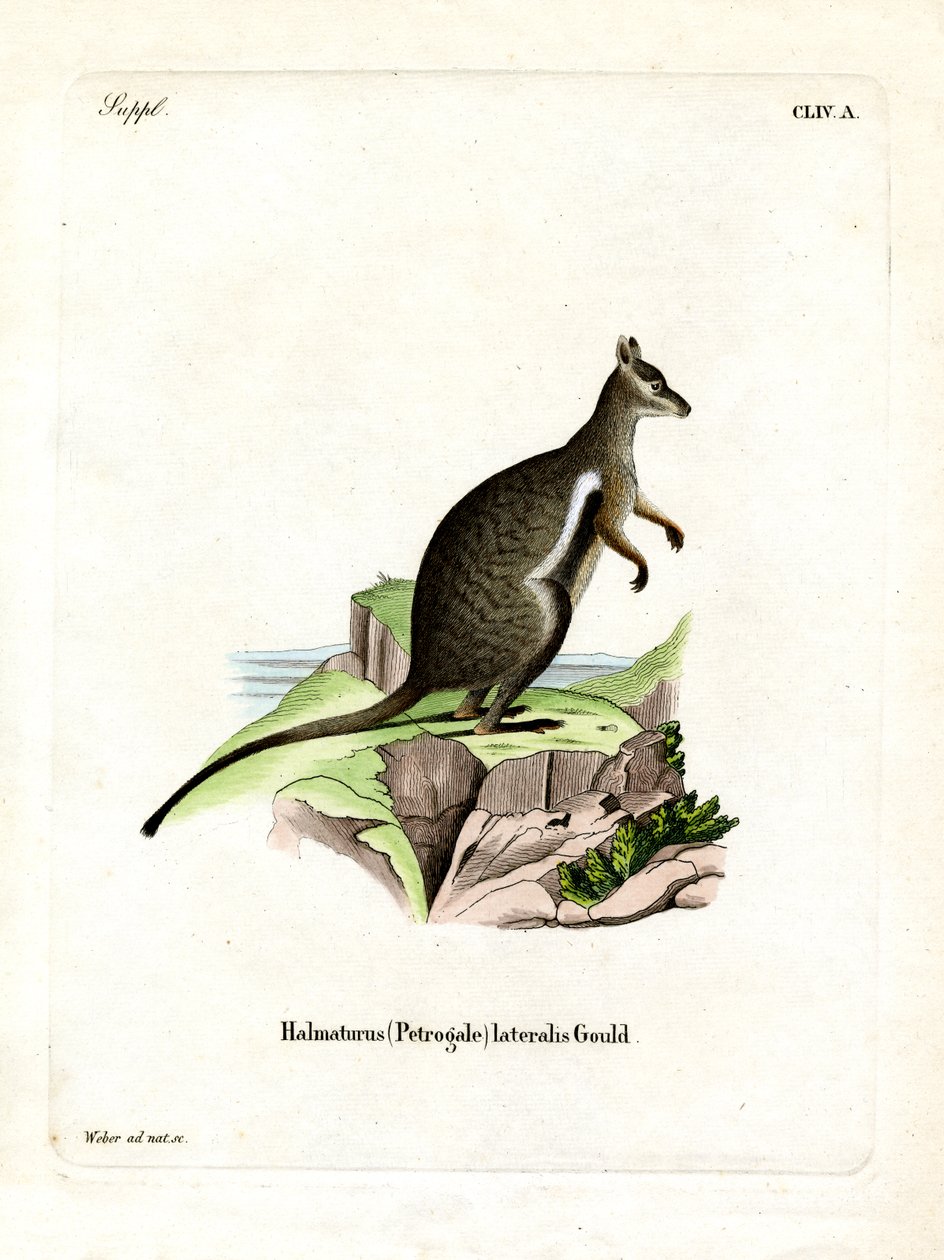 Black-footed Rock-wallaby (färgad gravyr) av German School