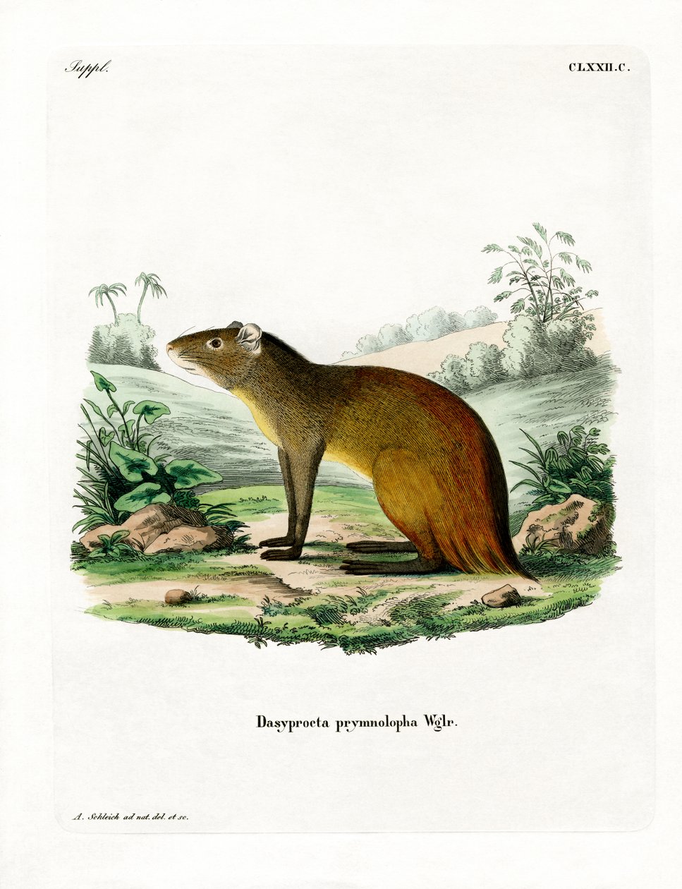 Svartrumpad Agouti (färgad gravyr) av German School