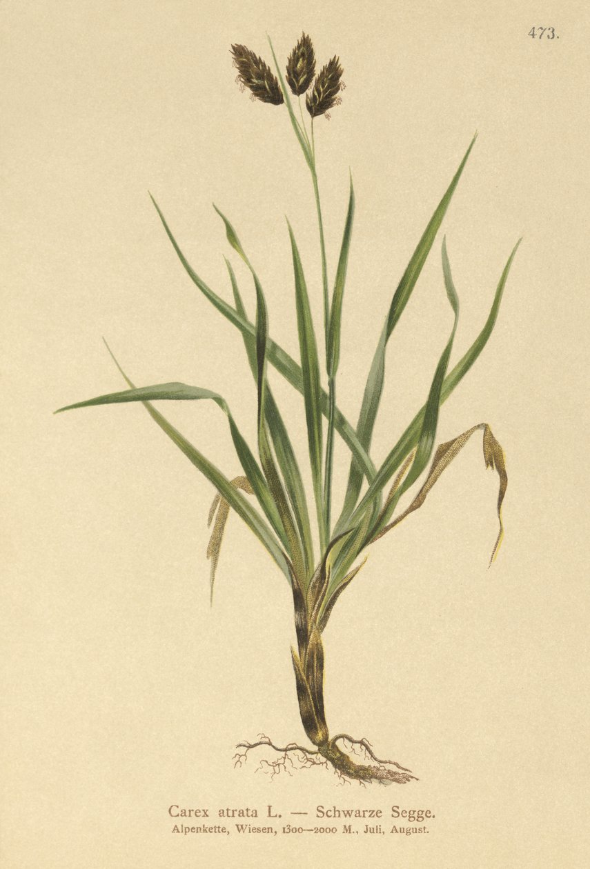 Svart alptagg (Carex atrata) av German School