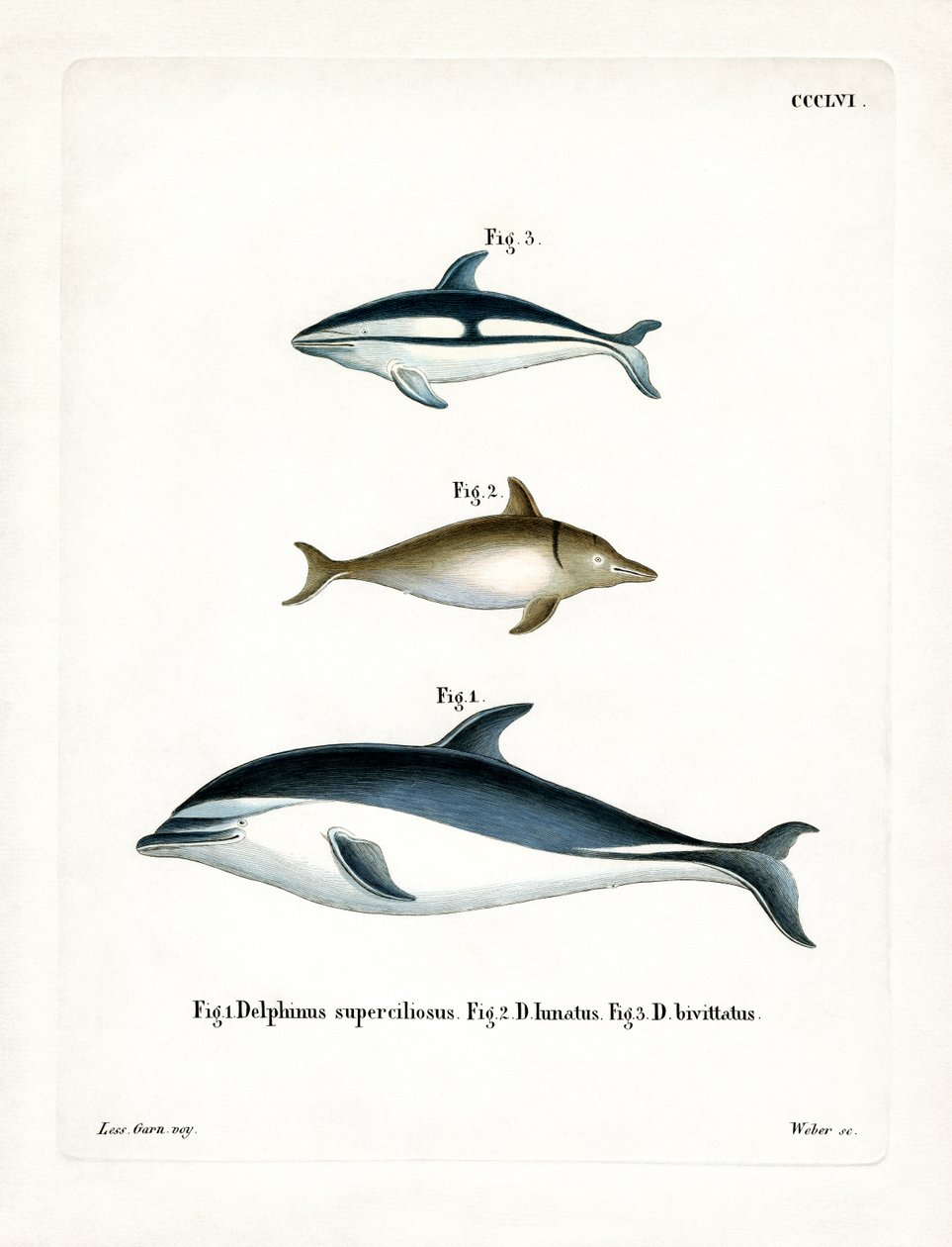 Svart delfin (färgad gravyr) av German School
