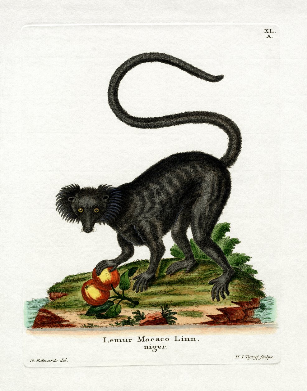 Black Lemur (färgad gravyr) av German School