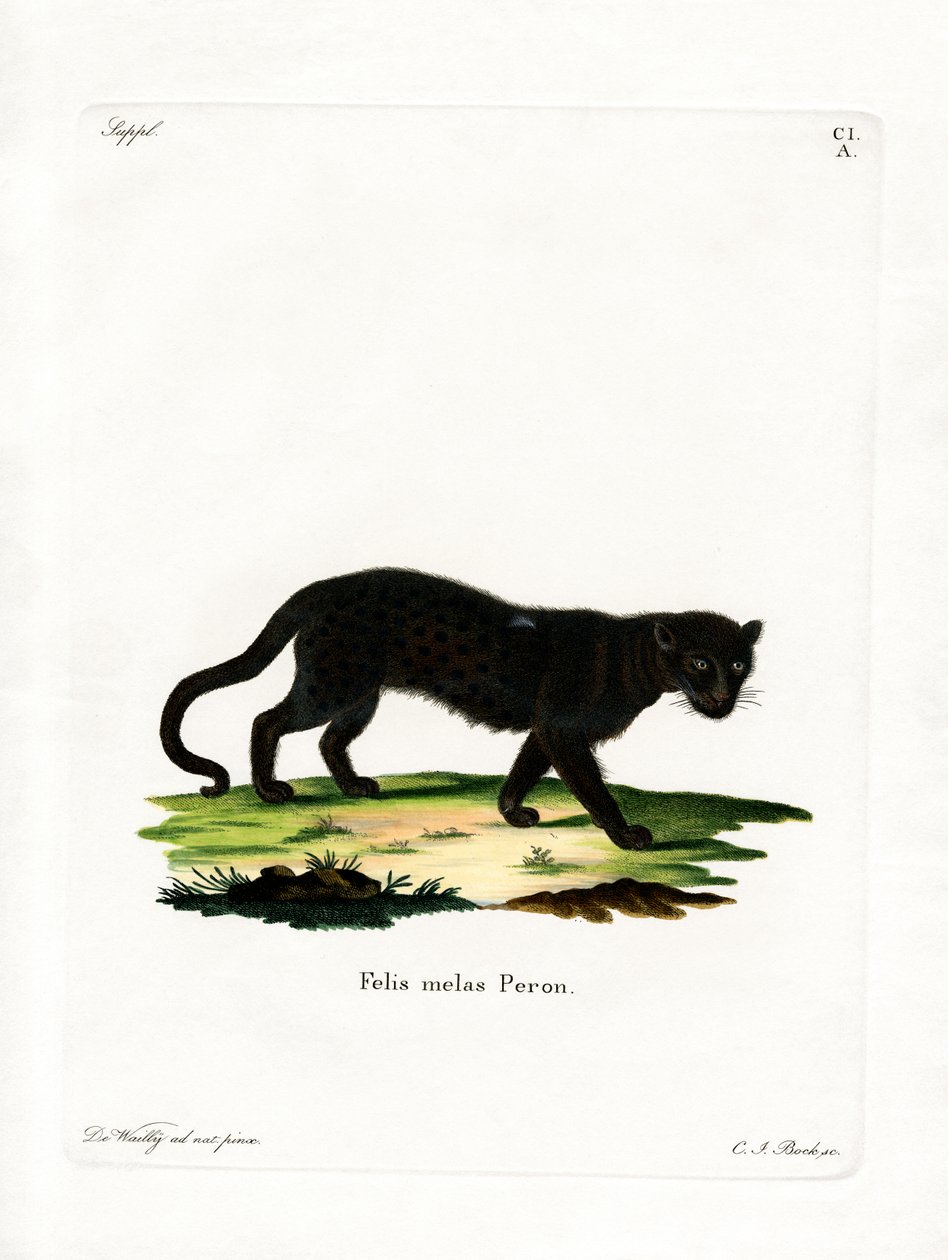 Svart leopard (färgad gravyr) av German School