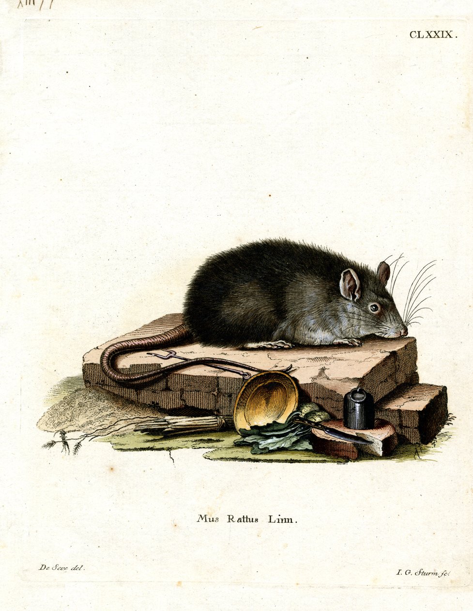 Black Rat (färgad gravyr) av German School