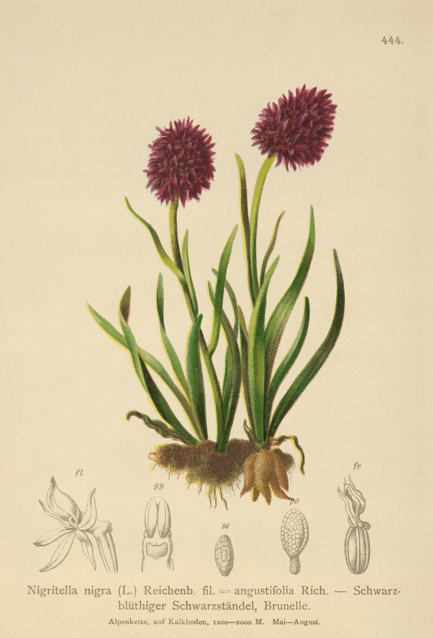 Svart vanilj orkidé (Nigritella nigra, Nigritella angustifolia) av German School