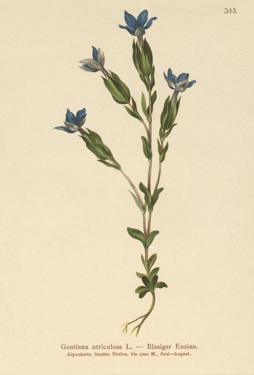 Blåsgentiana (Gentiana utriculosa) av German School