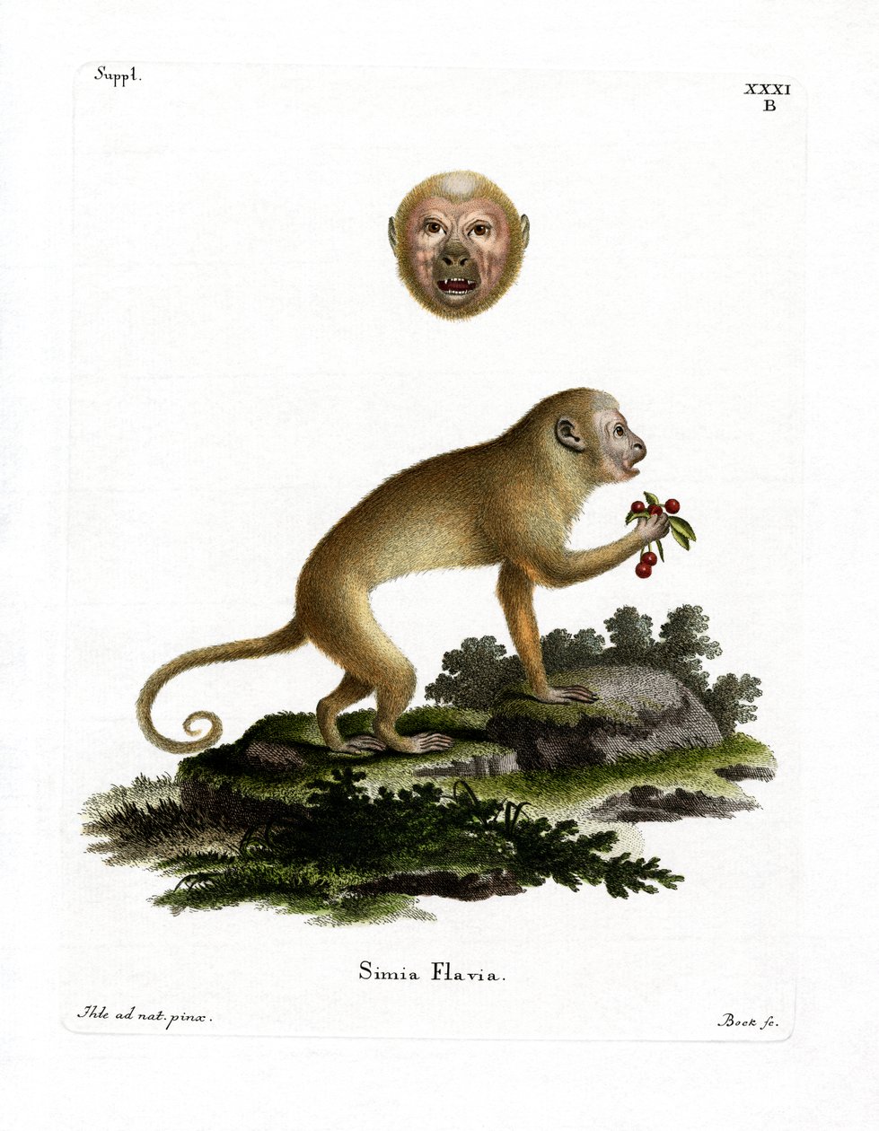 Blond Capuchin (färgad gravyr) av German School
