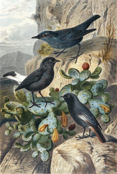 Blue Rock Thrush, Black Wheatear and Redtail, tallrik från "Brehms Tierleben: Allgemeine Kunde des Tierreichs", vol 4, sid. 57, utgiven av Bibliographisches Institut av German School