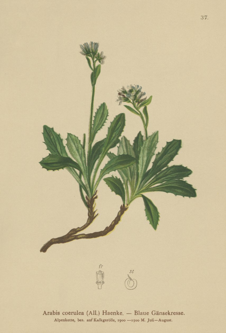 Blå väggkrasse (Arabis caerulea, Arabis coerulea) av German School