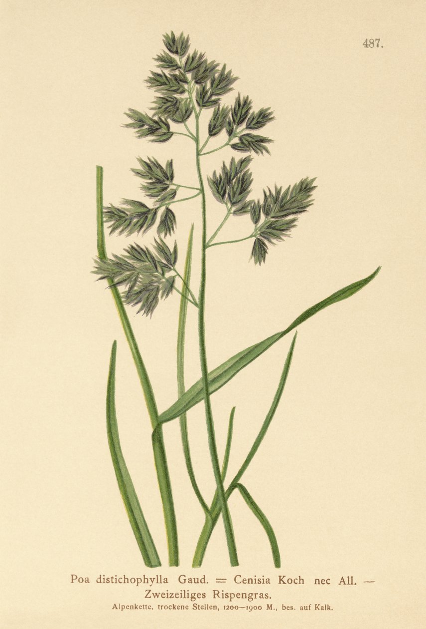 Blågräs (Poa distichophylla, Poa Cenisia, Poa contracta, Poa fontqueri, Poa oreophila, Poa psychrophila) av German School