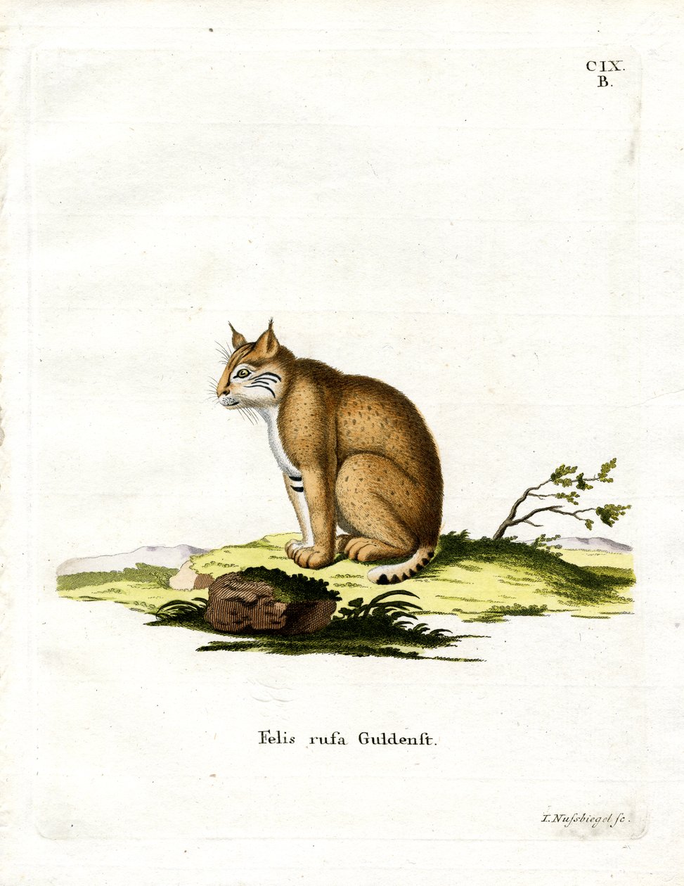 Bobcat (färgad gravyr) av German School
