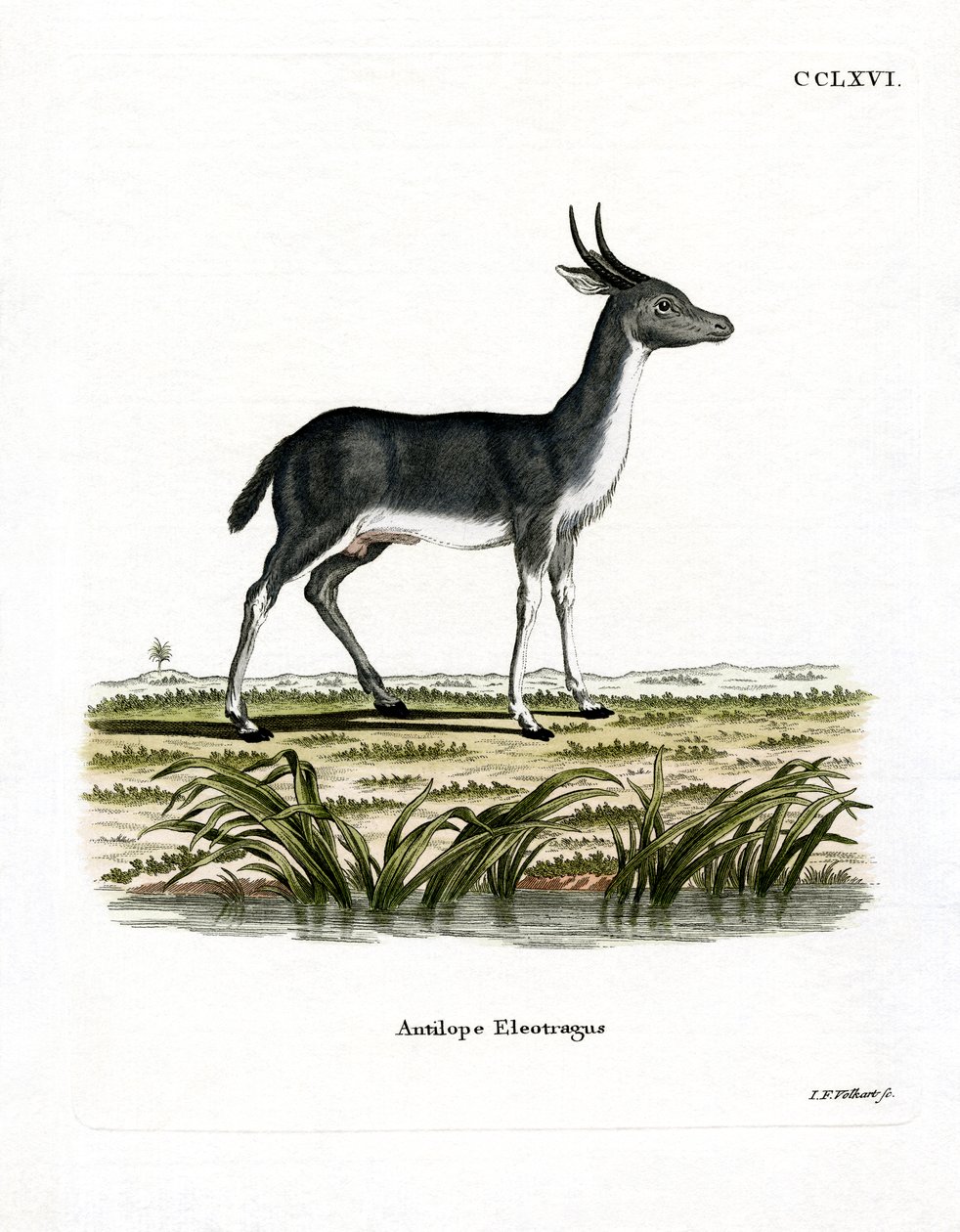 Bohor Reedbuck (färgad gravyr) av German School
