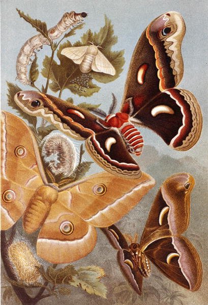 Bombycoid Moths, tallrik från "Brehms Tierleben: Allgemeine Kunde des Tierreichs", vol.9, s.410, utgiven av Bibliographisches Institut av German School