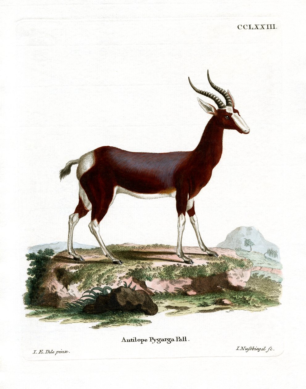 Bontebok (färgad gravyr) av German School